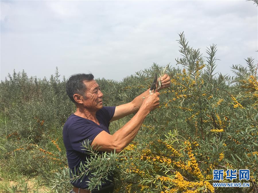(新華全媒頭條·在習(xí)近平新時代中國特色社會主義思想指引下——新時代新作為新篇章·圖文互動)(9)綠富同興畫卷在沙海中鋪展——庫布其沙漠生態(tài)治理紀(jì)實(shí)