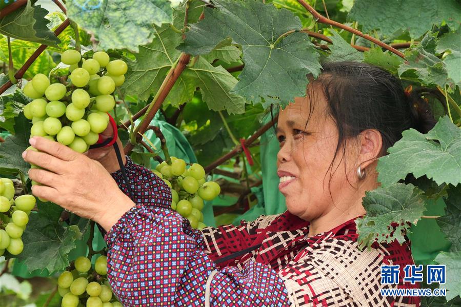 （決戰決勝脫貧攻堅·圖文互動）（2）同飲一江水 攜手“斬窮根”——深圳對口廣西河池、百色扶貧協作見聞