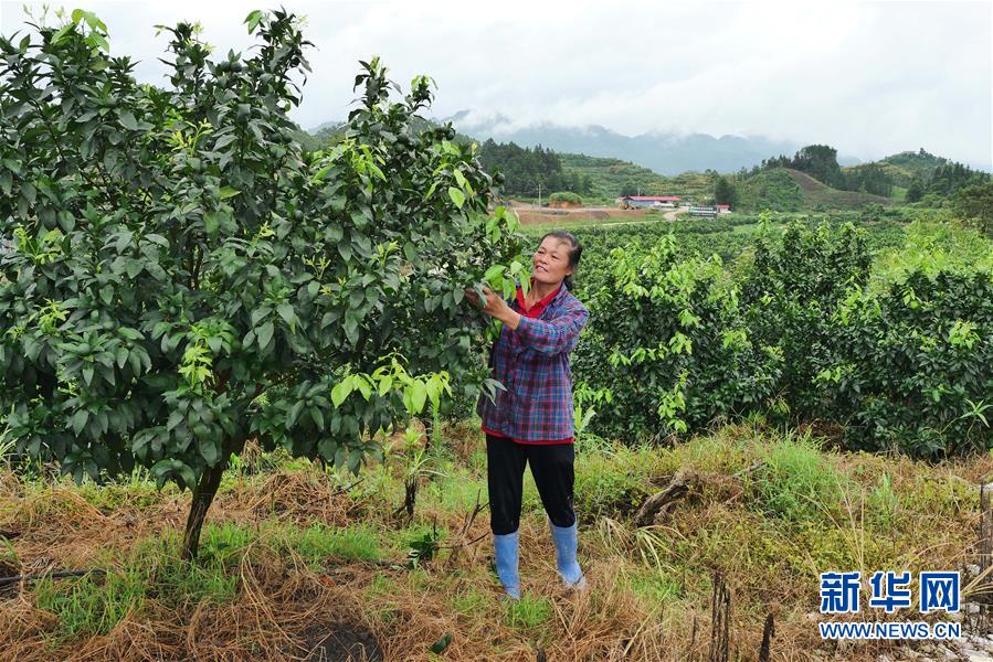 （決戰決勝脫貧攻堅·圖文互動）（10）同飲一江水 攜手“斬窮根”——深圳對口廣西河池、百色扶貧協作見聞
