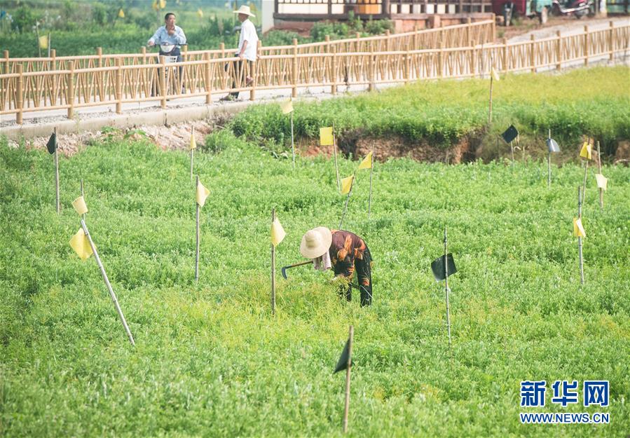 （新華全媒頭條·走向我們的小康生活·圖文互動(dòng)）（9）特殊之年，荊楚大地書寫不平凡的答卷