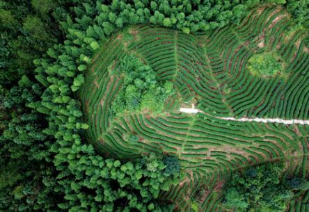 福建龍巖：高效用地，提升生態環境水平